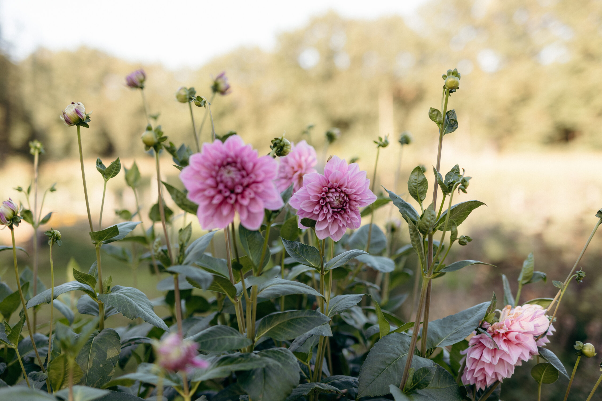 tuin 't heide huisje